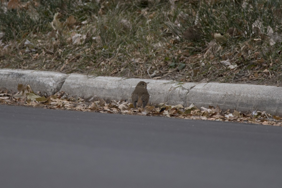 Hermit Thrush - ML622277257