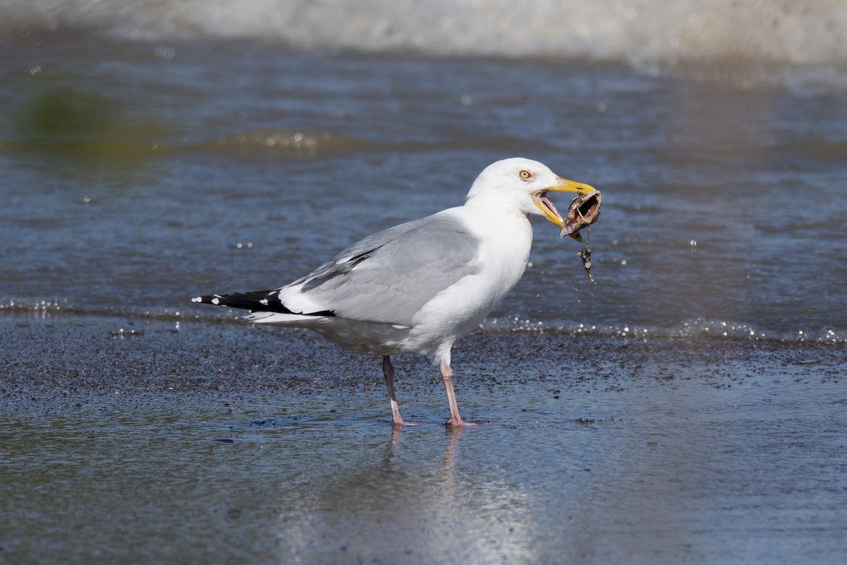 Herring Gull (American) - ML622277271