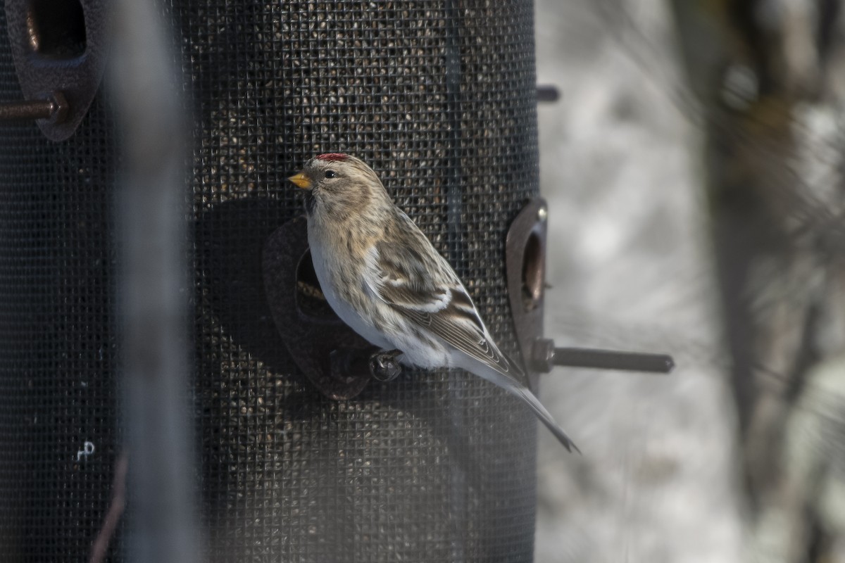 Redpoll (Hoary) - ML622277280