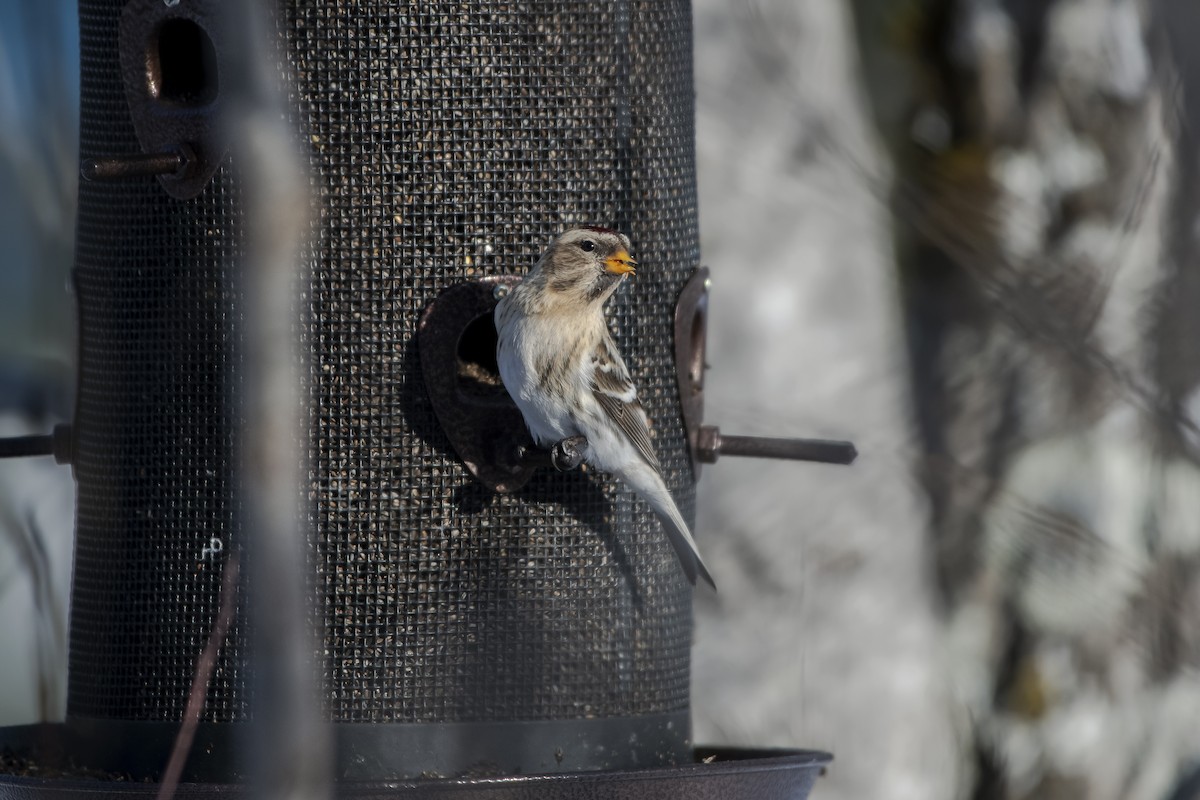 Redpoll (Hoary) - ML622277281