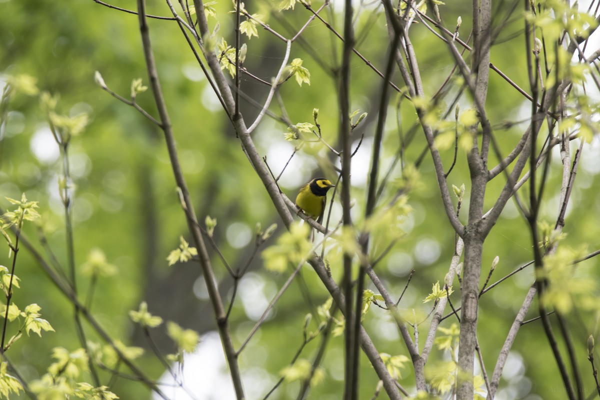 Hooded Warbler - ML622277399