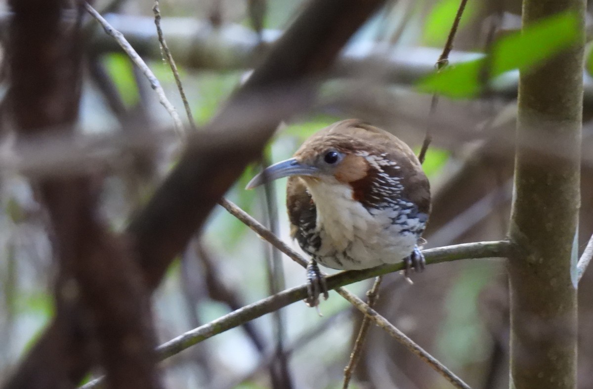 Large Scimitar-Babbler - ML622277543