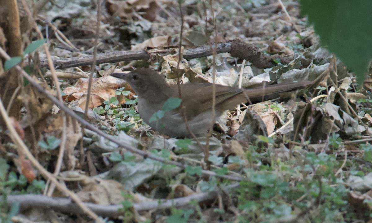 Terrestrial Brownbul - ML622277559