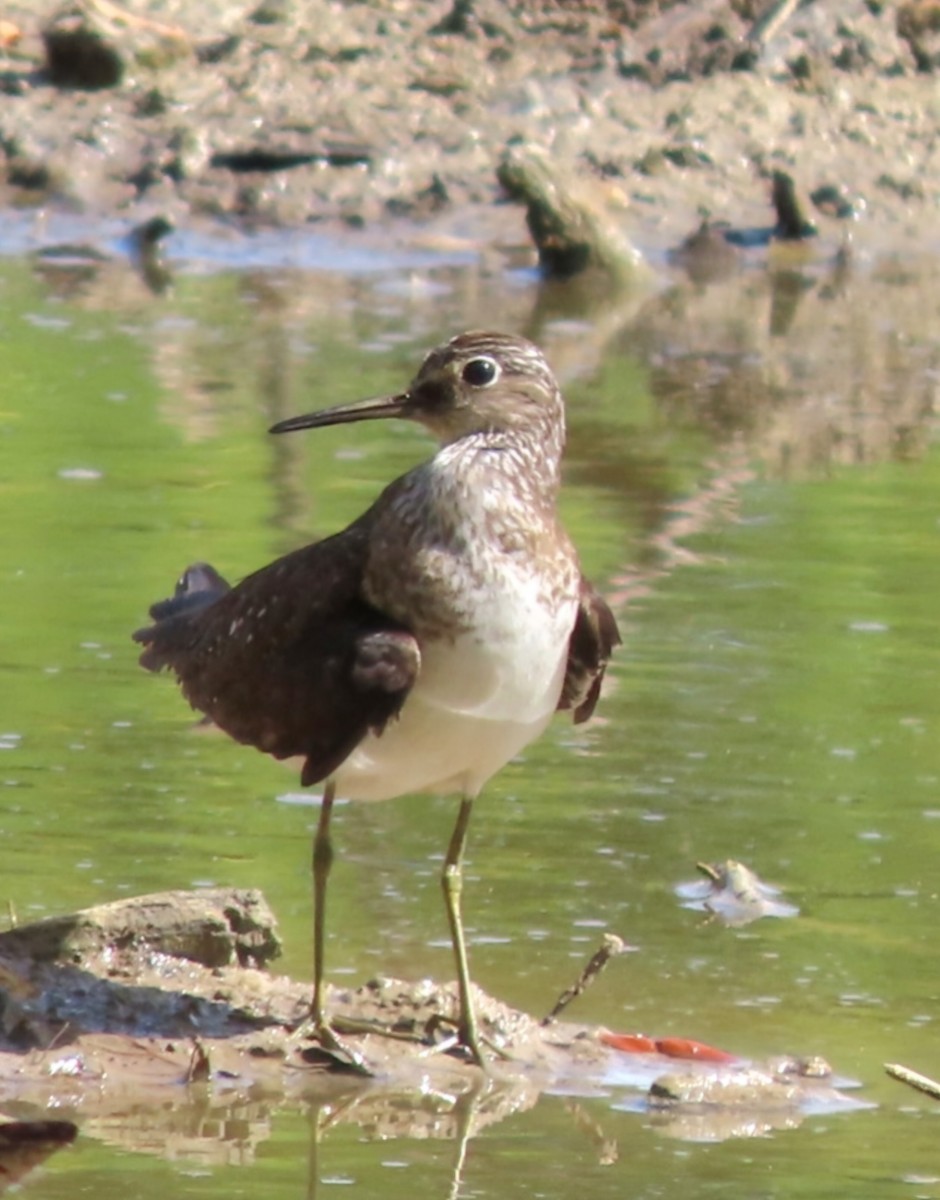 Solitary Sandpiper - ML622277586