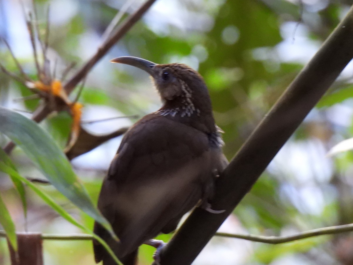 Large Scimitar-Babbler - ML622277595