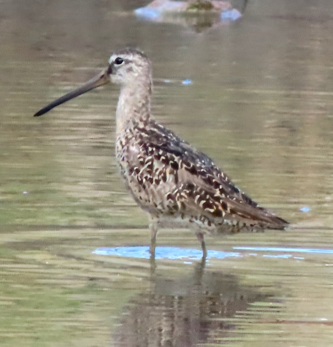 Short-billed Dowitcher - ML622277602