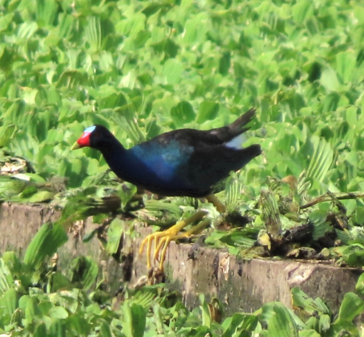 Purple Gallinule - ML622277612