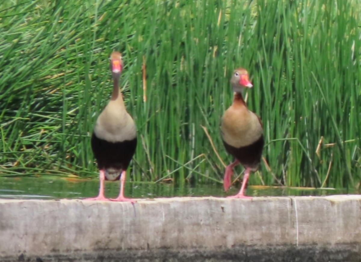 Black-bellied Whistling-Duck - ML622277671