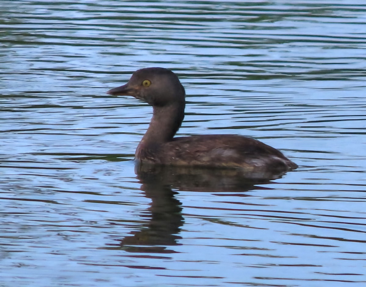 Least Grebe - ML622277676