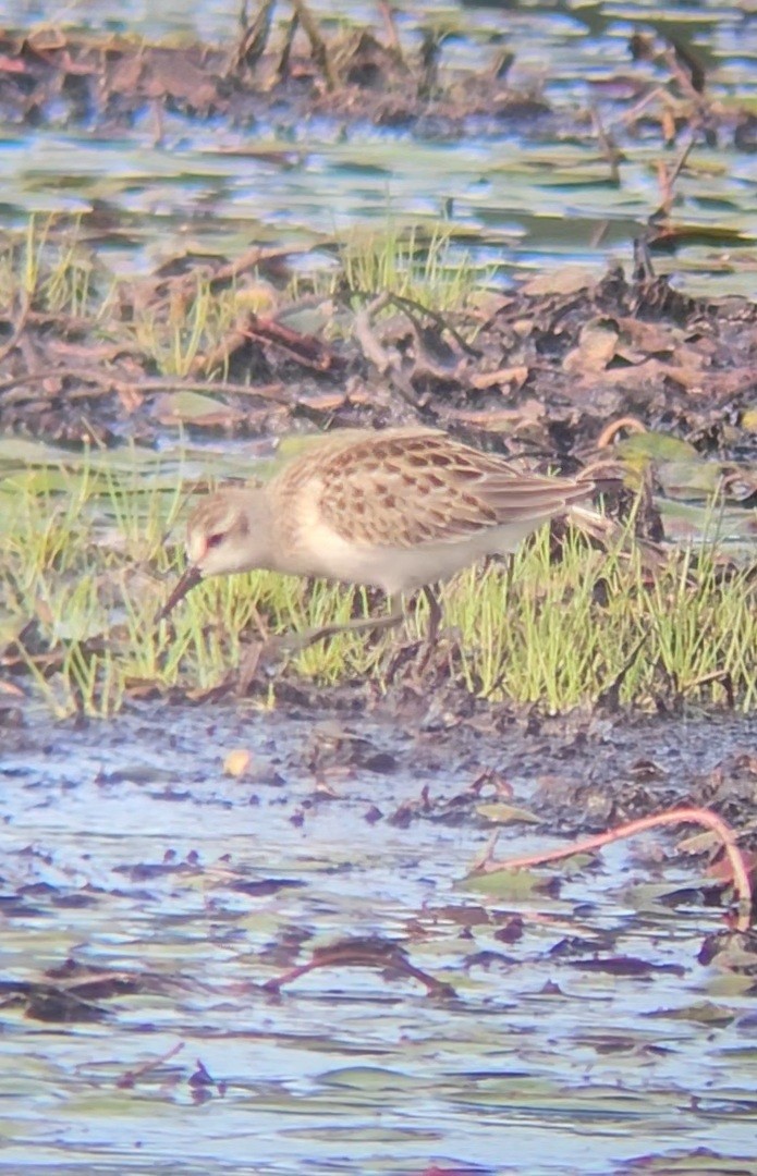 Semipalmated Sandpiper - ML622277725