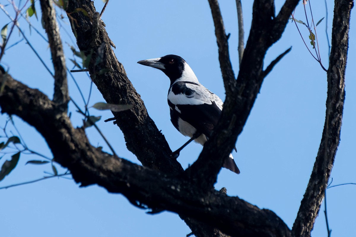 Australian Magpie (White-backed) - ML622277770