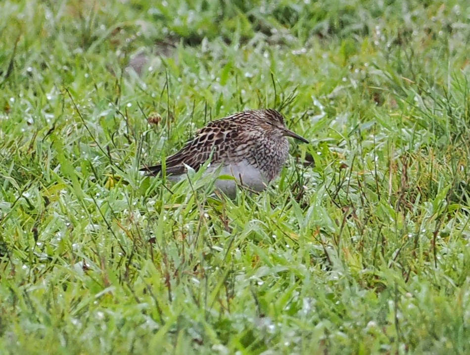 alaskasnipe - ML622277794
