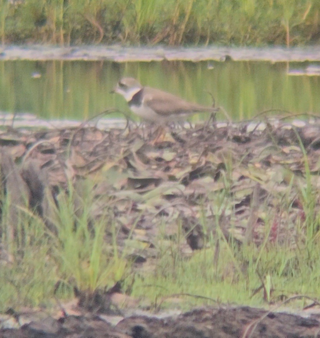 Semipalmated Plover - ML622277800