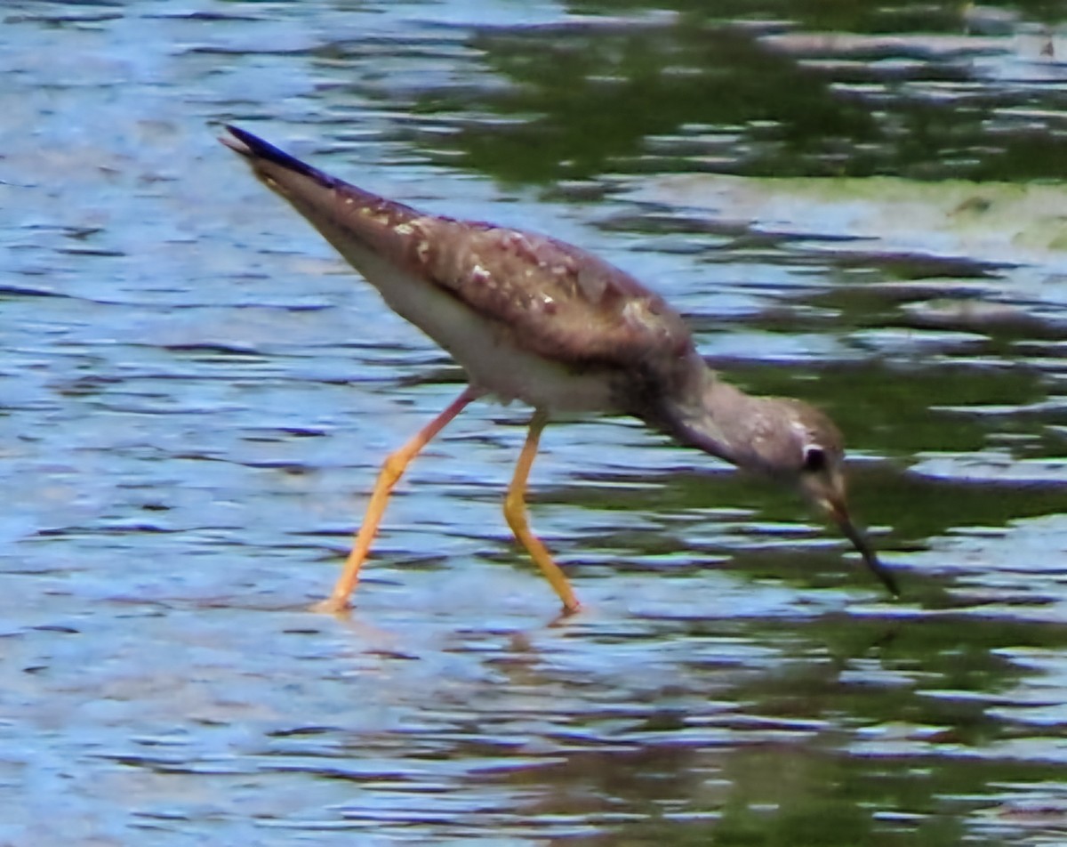 Lesser Yellowlegs - ML622277811