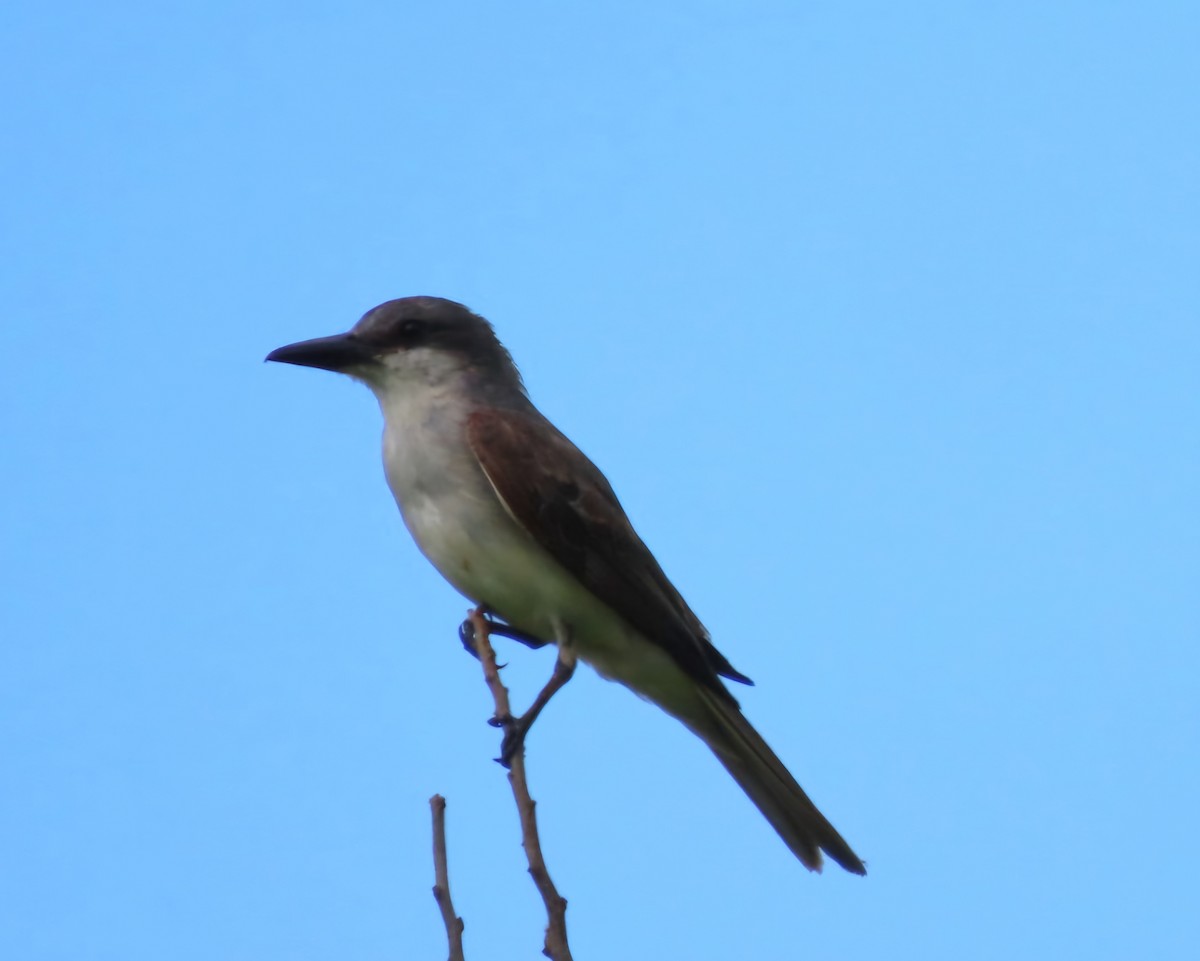 Gray Kingbird - ML622277891