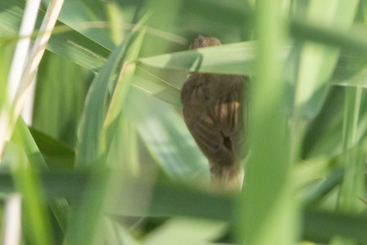 Acrocephalus sp. - Doug Gochfeld