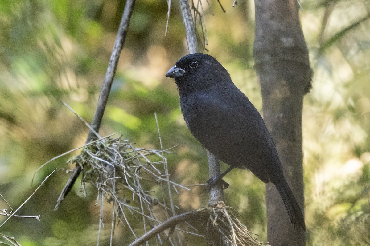 Blackish-blue Seedeater - ML622278062