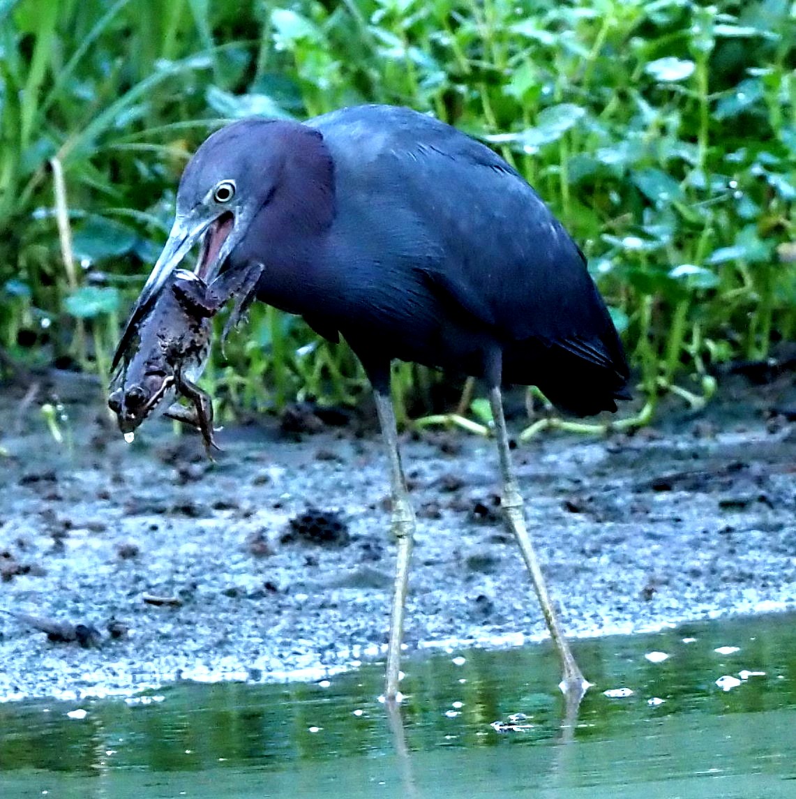 Little Blue Heron - ML622278080