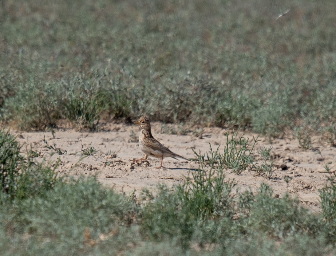 Turkestan Short-toed Lark - Clive Harris