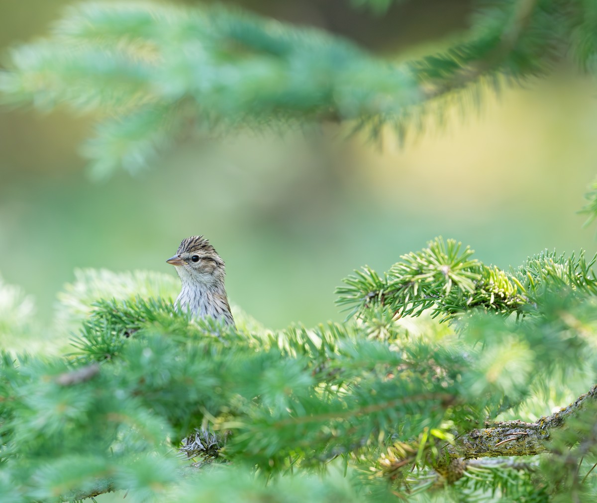 Chipping Sparrow - Karen Szafrajda