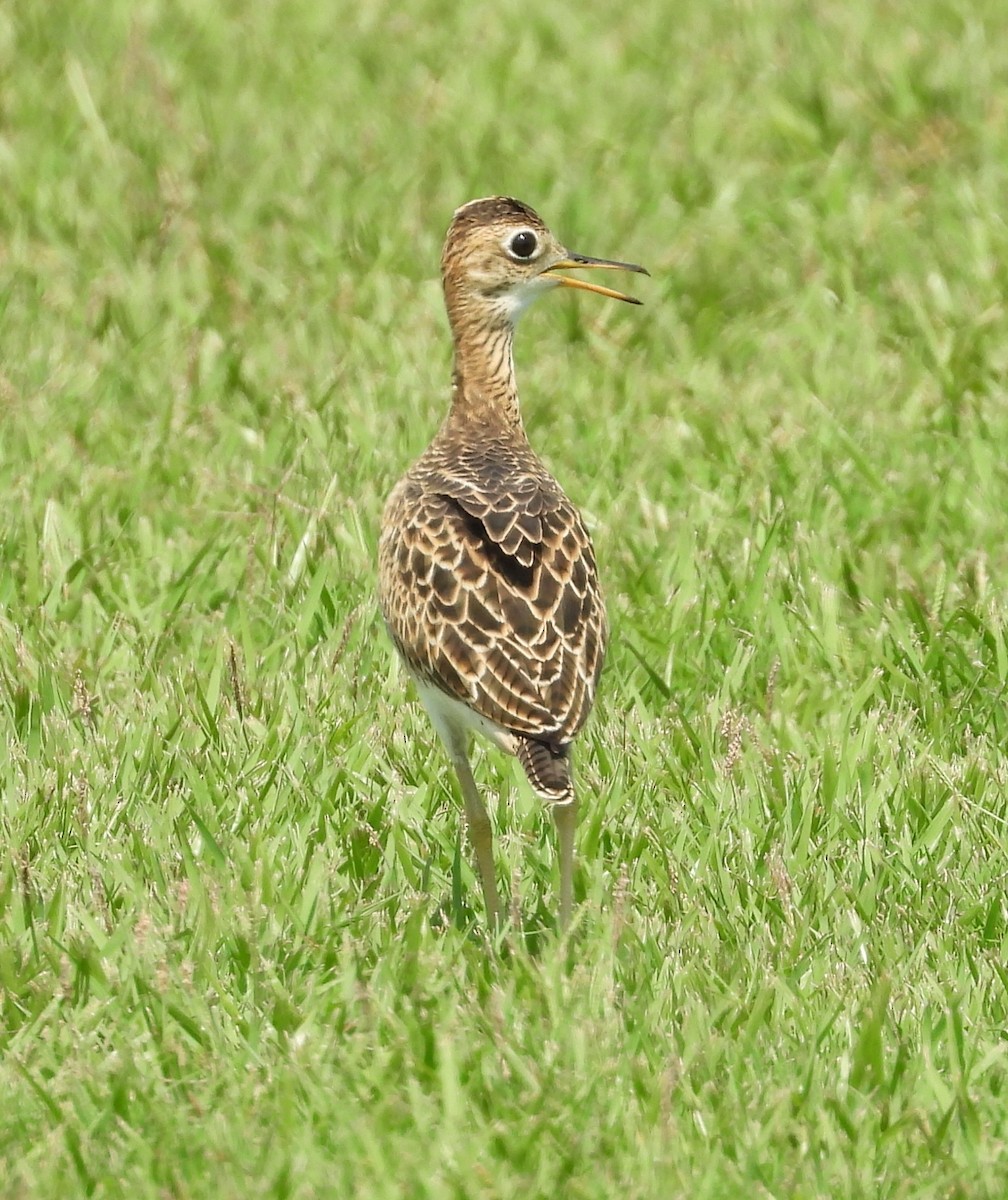 Upland Sandpiper - ML622278304