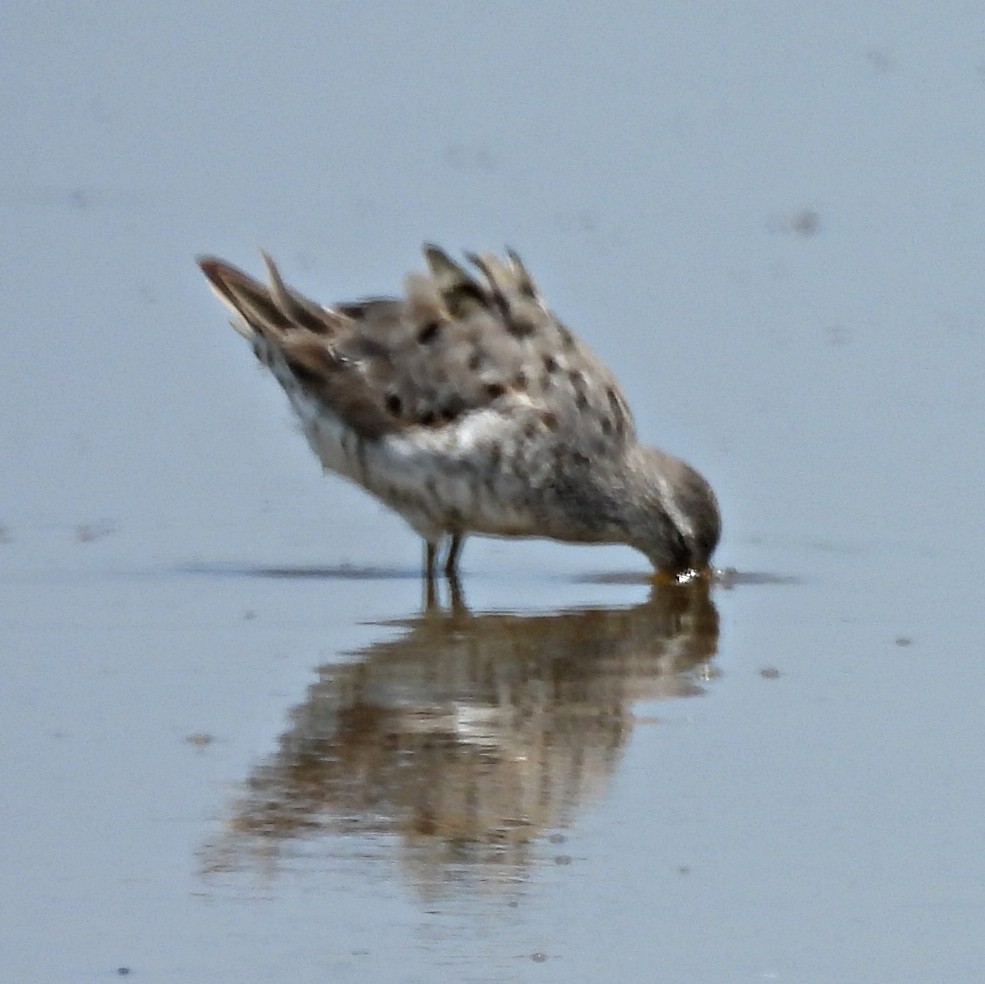 Stilt Sandpiper - ML622278364