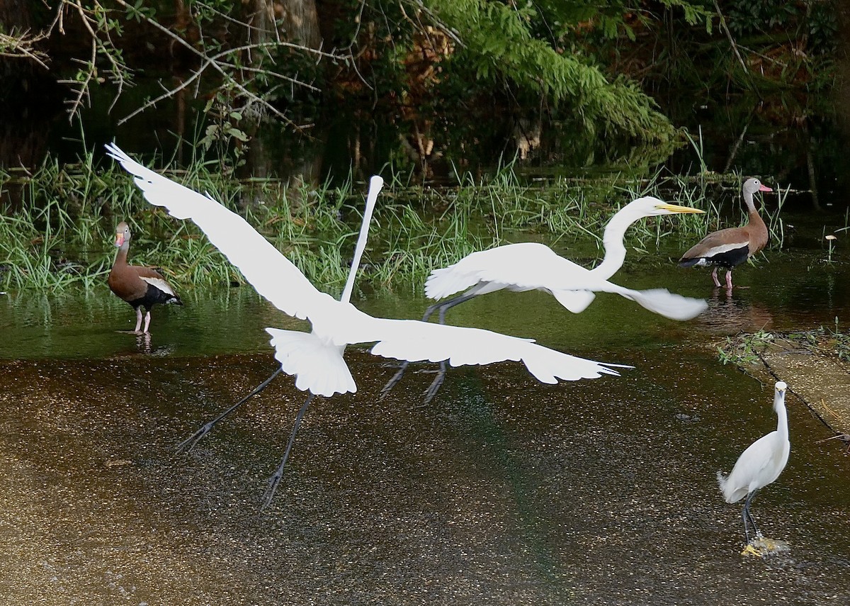 Great Egret - ML622278459