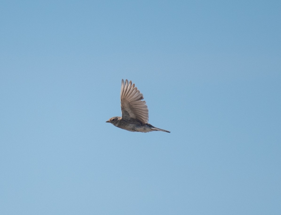 Turkestan Short-toed Lark - ML622278484