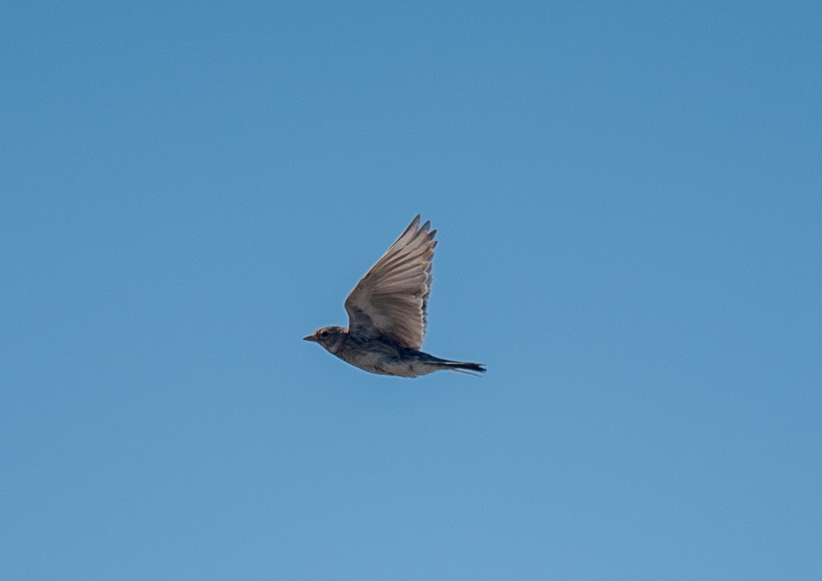 Turkestan Short-toed Lark - ML622278485