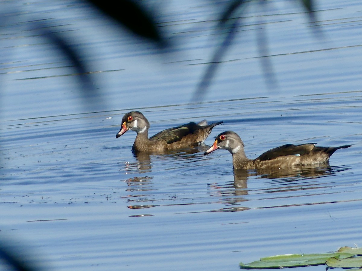 Wood Duck - ML622278492