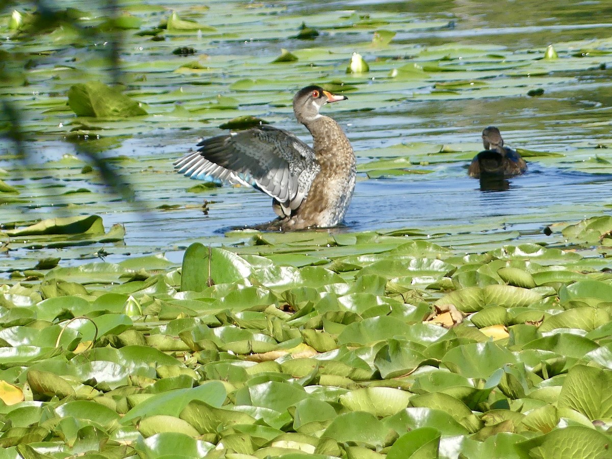 Wood Duck - ML622278493