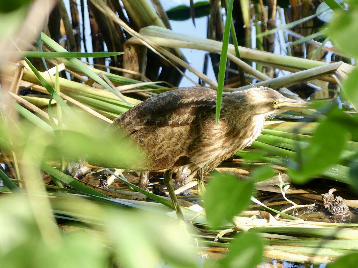 American Bittern - ML622278497