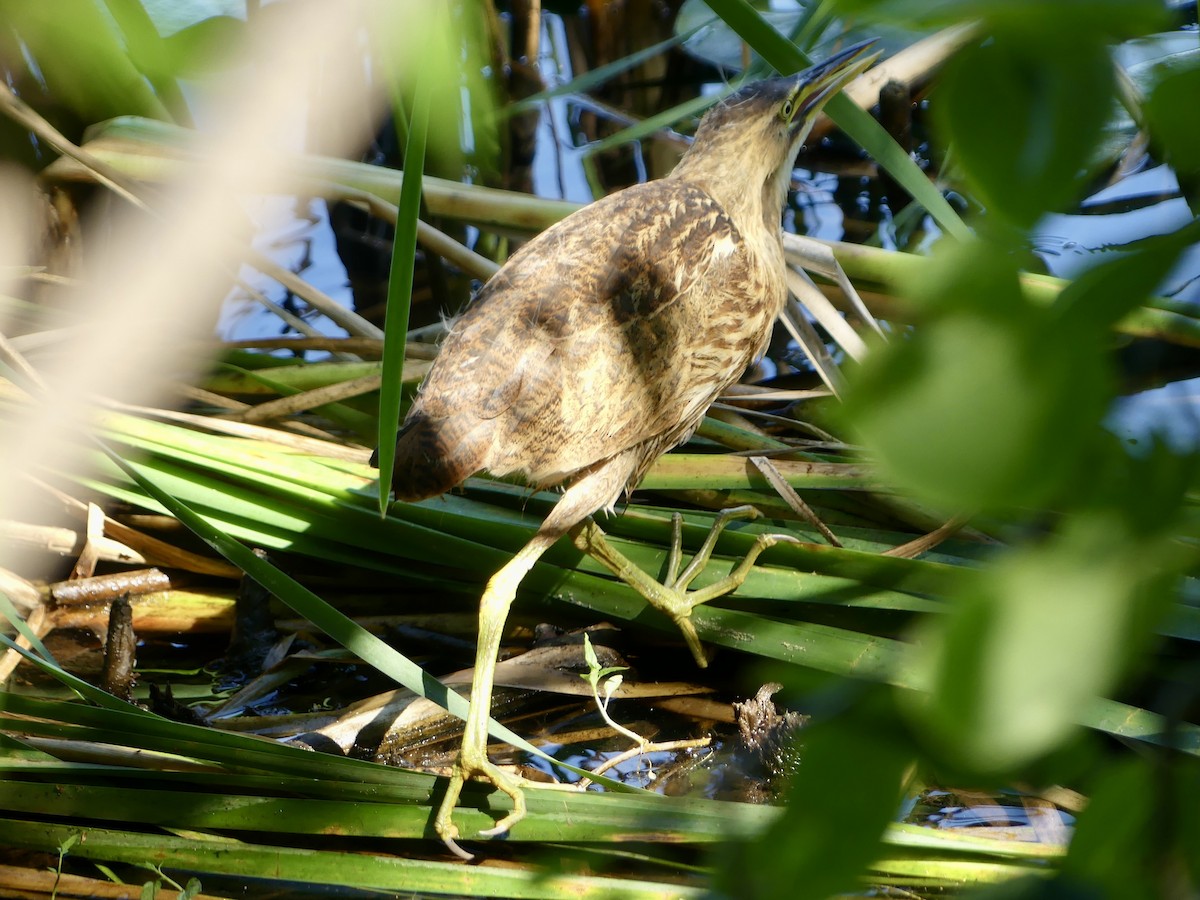 American Bittern - ML622278498