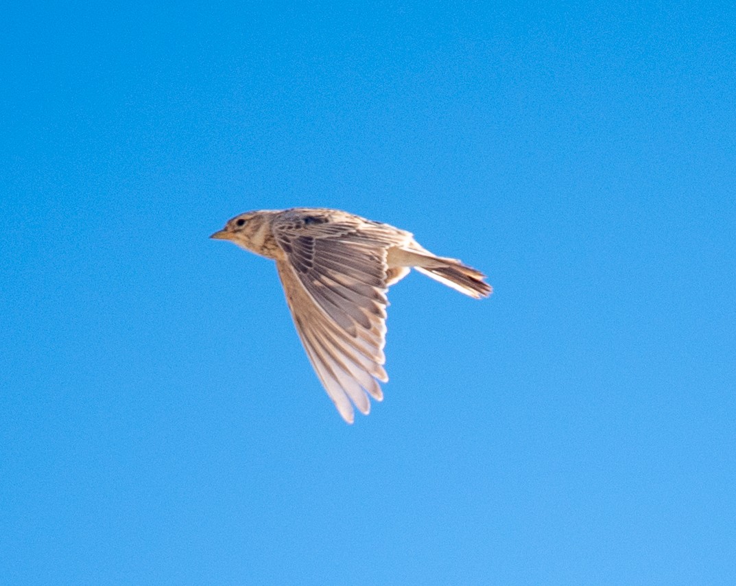 Turkestan Short-toed Lark - ML622278610