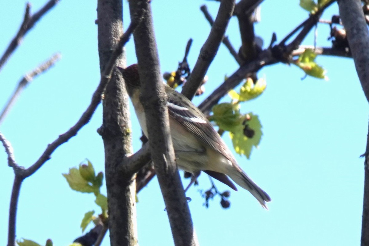 Bay-breasted Warbler - Judy Dunn