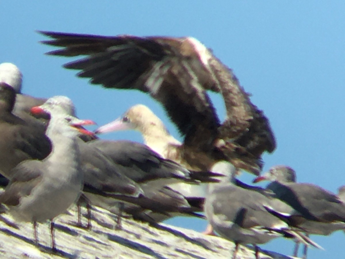 Red-footed Booby - Miranda Maxwell