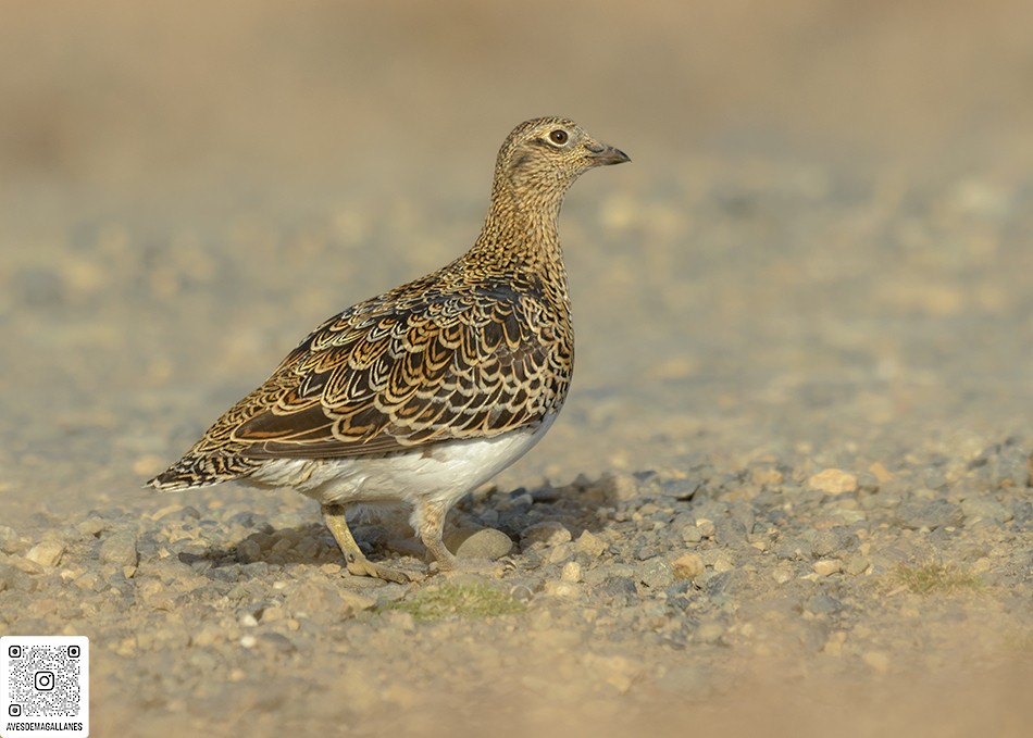 White-bellied Seedsnipe - JUAN PABLO  RIDER LEGISOS