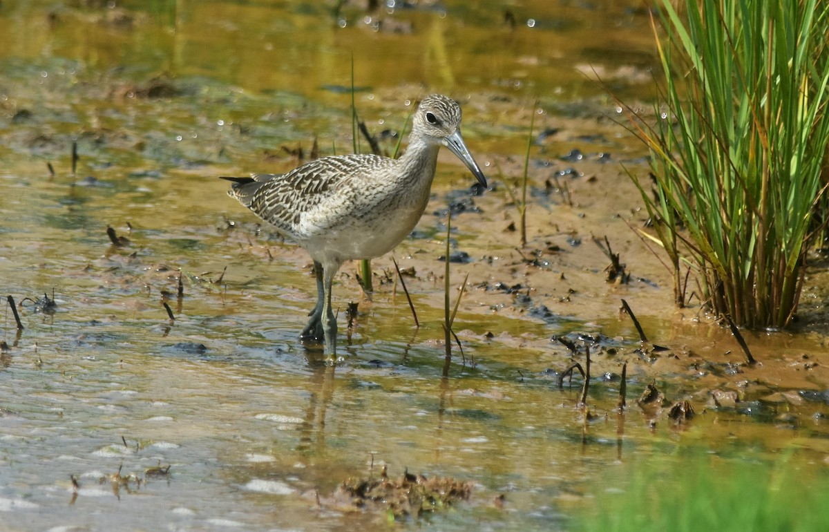 Коловодник американський - ML622278799