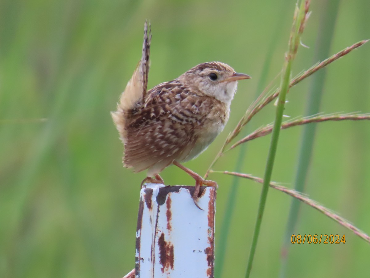 Sedge Wren - Jerry Hemmersmeyer