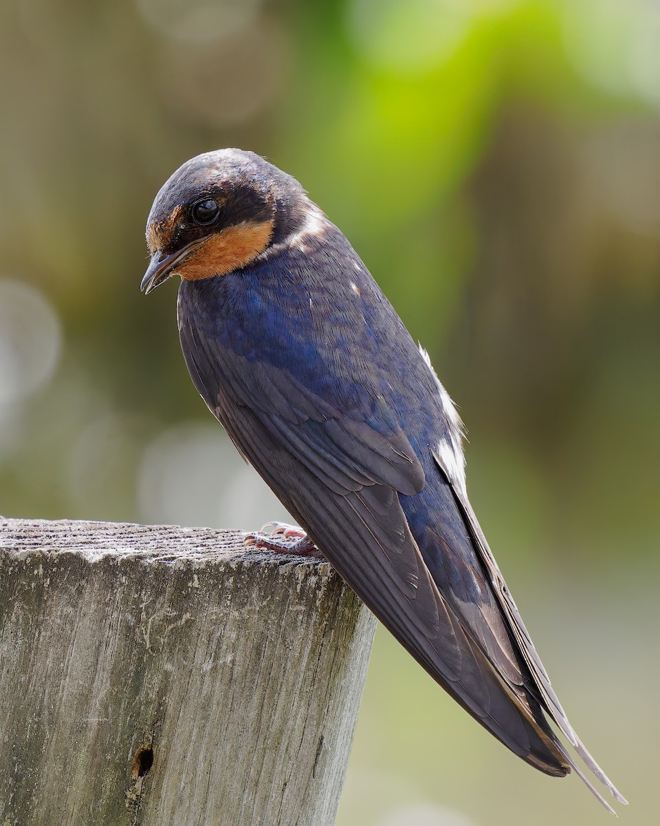 Barn Swallow - ML622278911