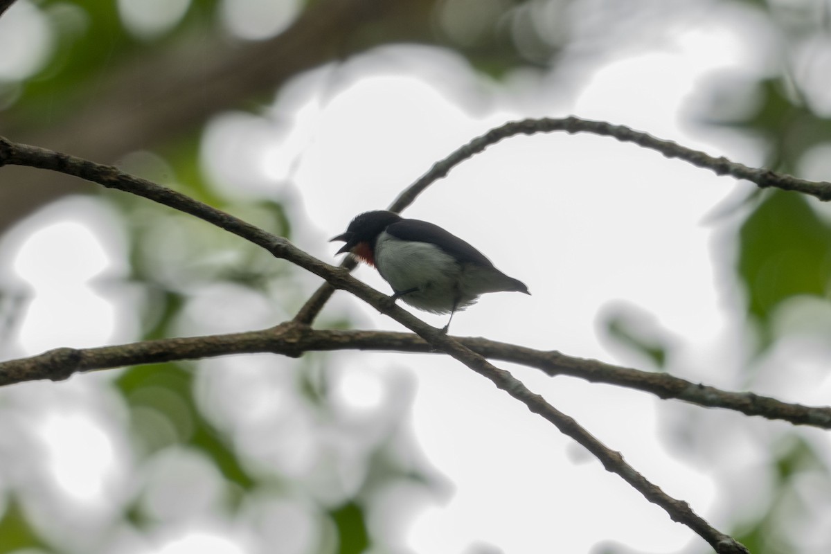 Red-chested Flowerpecker - ML622278970