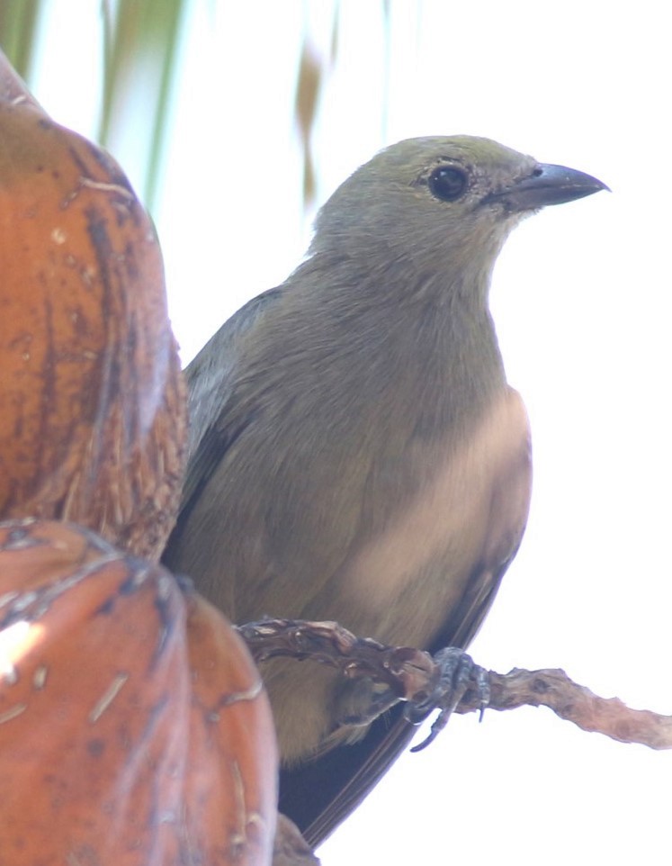 Palm Tanager - ML622278993