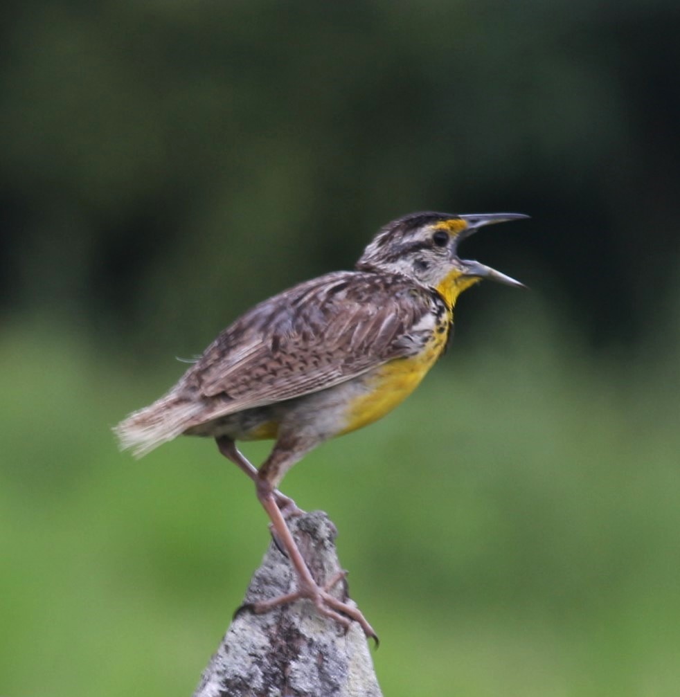 Eastern Meadowlark - ML622279092