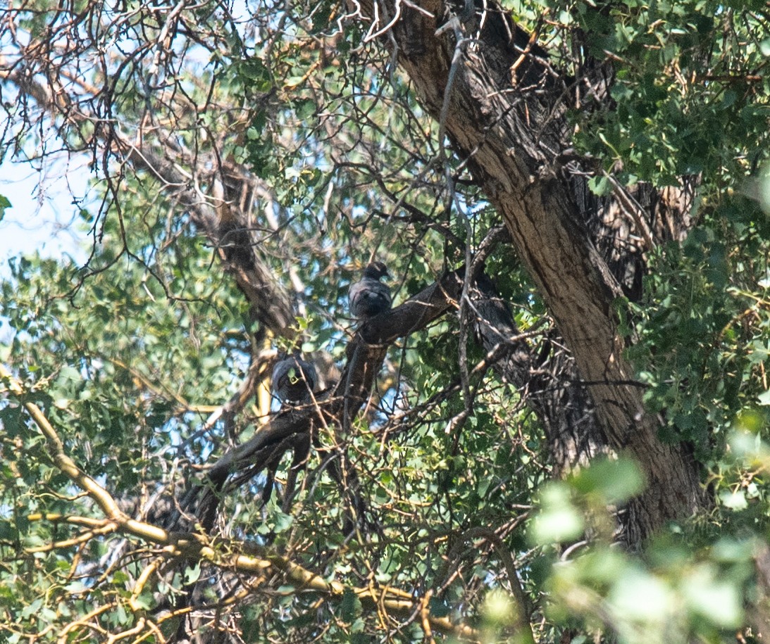 Yellow-eyed Pigeon - ML622279116