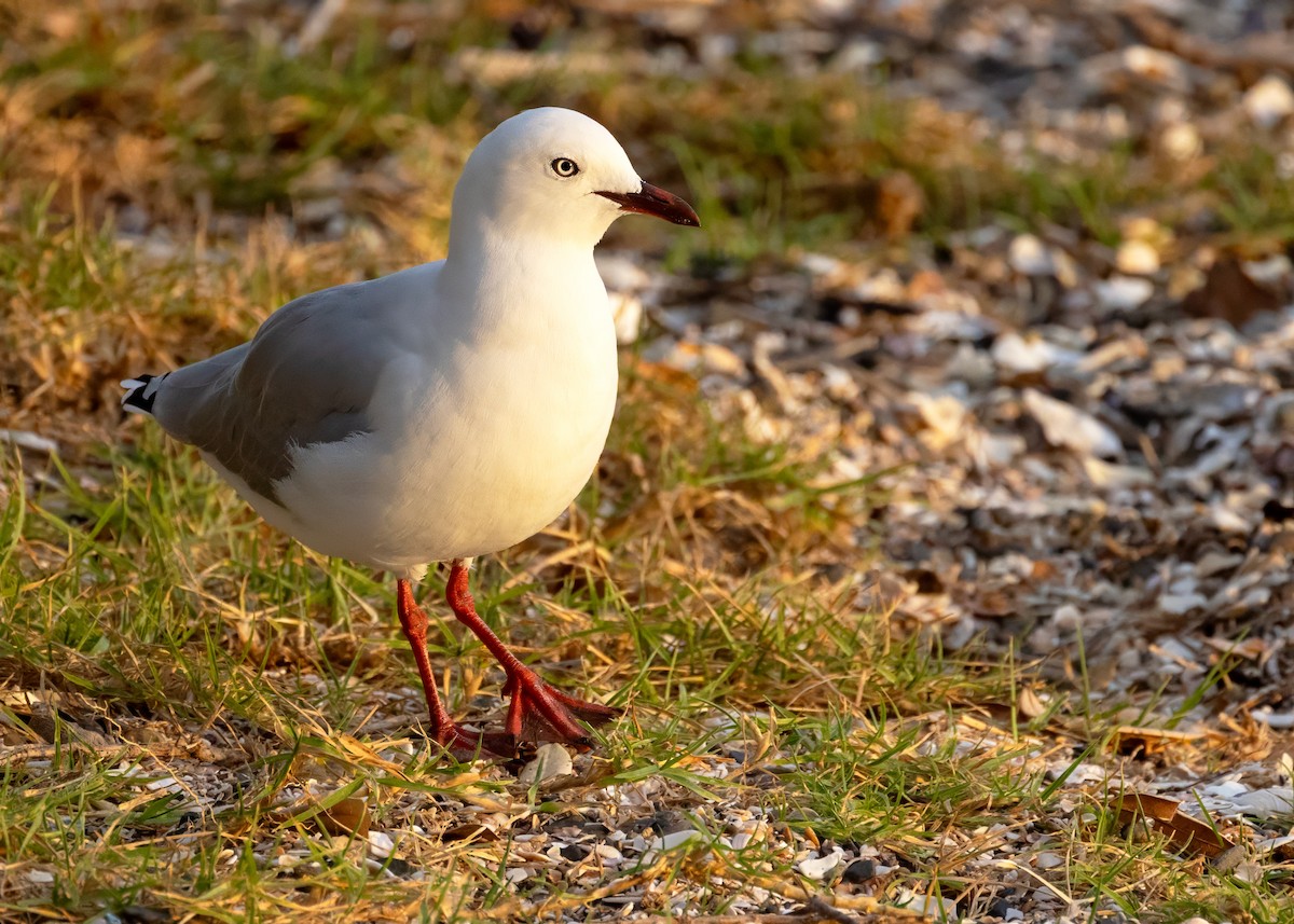 australmåke (scopulinus) (nyzealandmåke) - ML622279135