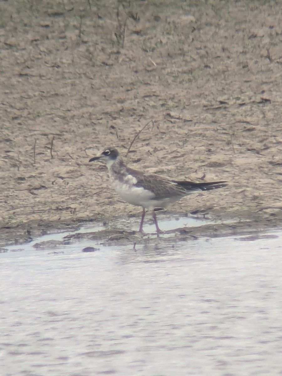 Franklin's Gull - ML622279145