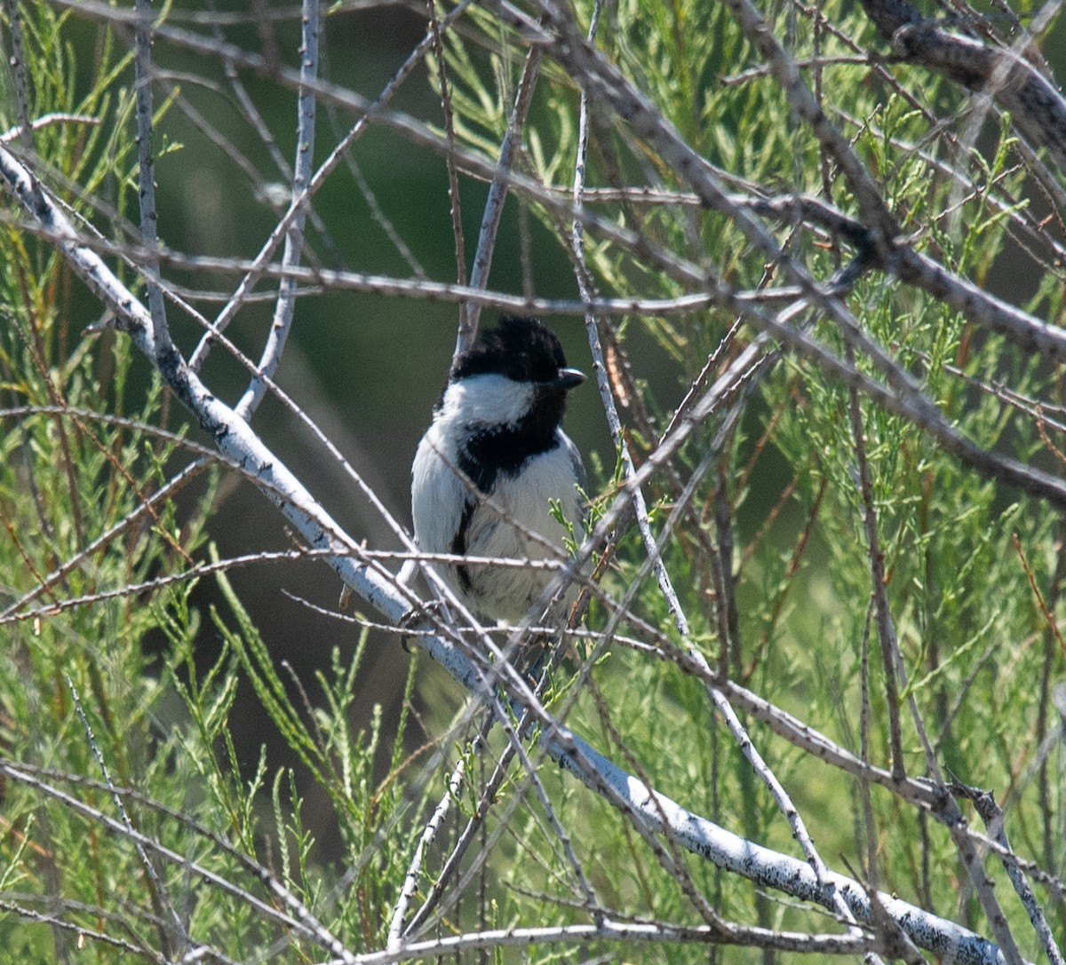 Great Tit (Turkestan) - ML622279161