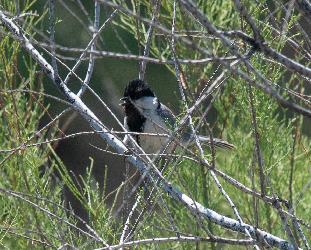 Great Tit (Turkestan) - ML622279162