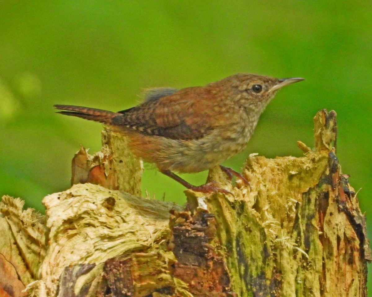 House Wren - ML622279192