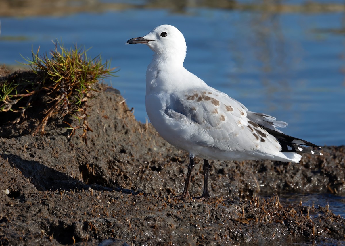 australmåke (scopulinus) (nyzealandmåke) - ML622279221